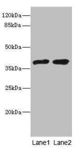TCF19 / TCF-19 Antibody
