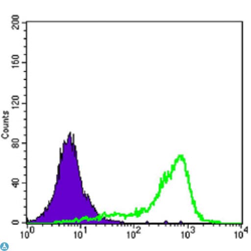 CRTC1 / MECT1 / TORC1 Antibody