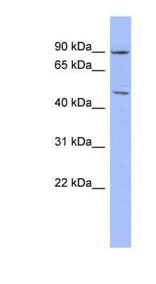 ZNF569 Antibody (aa107-156)