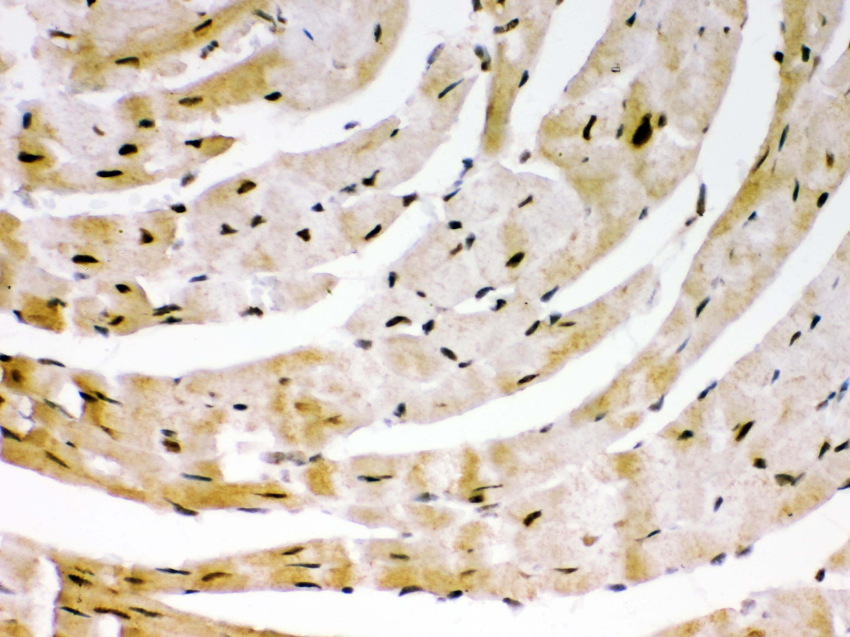 SIRT6 / Sirtuin 6 Antibody (aa14-180)