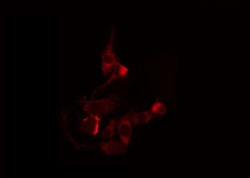 CREBZF / Zhangfei Antibody