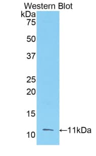 FGF3 Antibody (aa154-232, PE)