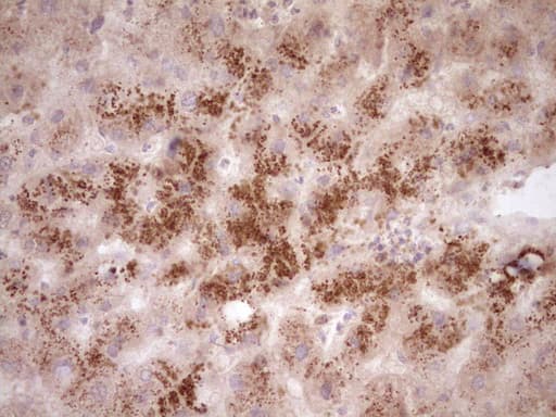 Monoclonal Mouse anti-Human DMN / Desmuslin / Synemin Antibody (clone OTI5G1, Carrier-free, aa329-580, IHC)