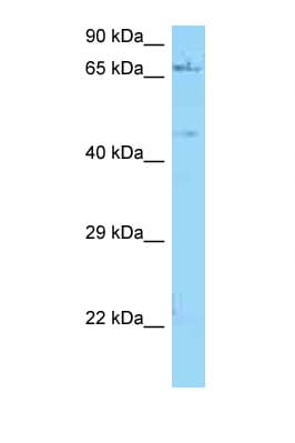 NGFR / CD271 / TNR16 Antibody (aa243-292)
