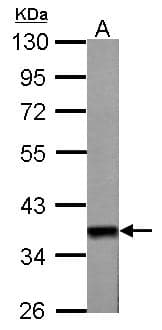 WNT11 Antibody (aa1-310)