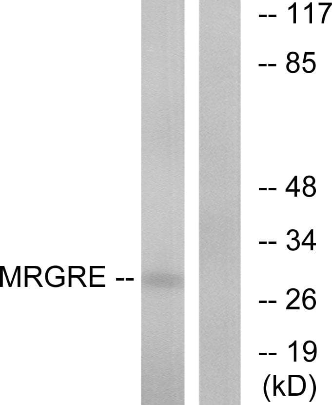 Polyclonal Rabbit anti-Human MRGPRE / MRGE Antibody (WB)