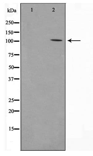 PSMD2 Antibody