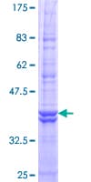 Human ATP6V0C / VATL Protein (Recombinant GST)