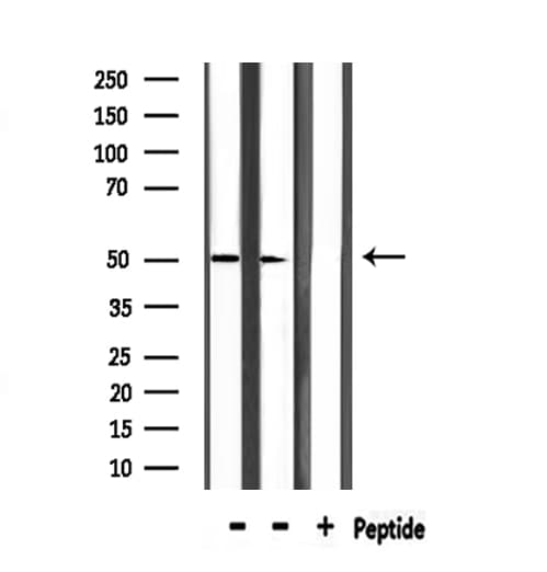 PAX3 Antibody