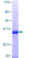 Human BAG4 / SODD Protein (Recombinant GST, N-terminus)