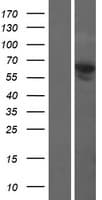 NELFB / COBRA1 Protein (Over-Expression Lysate Myc-DDK (Flag))