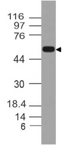 OLFM4 / Olfactomedin 4 Antibody