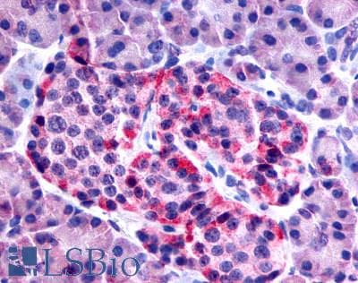 PathPlus™ FZD8 / Frizzled 8 Antibody (N-Terminus)