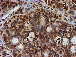 PSMB9 Antibody (aa21-219, clone OTI2G6)