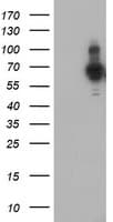 PDLIM5 / LIM Antibody (clone OTI1C11)