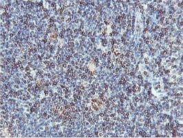 Monoclonal Mouse anti-Human APMAP / C20orf3 Antibody (clone 4F6, Carrier-free, IHC, WB)