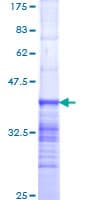 Human NUP214 / CAN Protein (Recombinant GST, N-terminus)