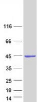 Human NDRG2 Protein (Recombinant Myc-DDK (Flag))