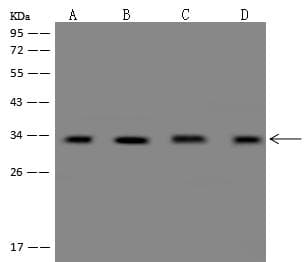YBX1 / YB1 Antibody (Preservative Free)