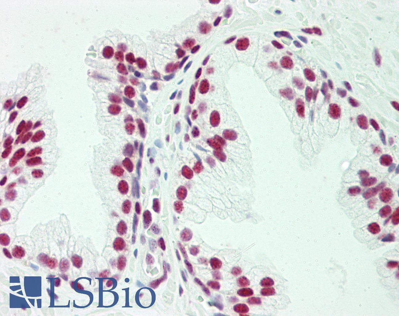 IHC-plus™ POGZ Antibody (N-Terminus)