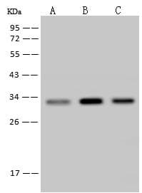 IL6 / Interleukin 6 Antibody (clone 19, Preservative Free)