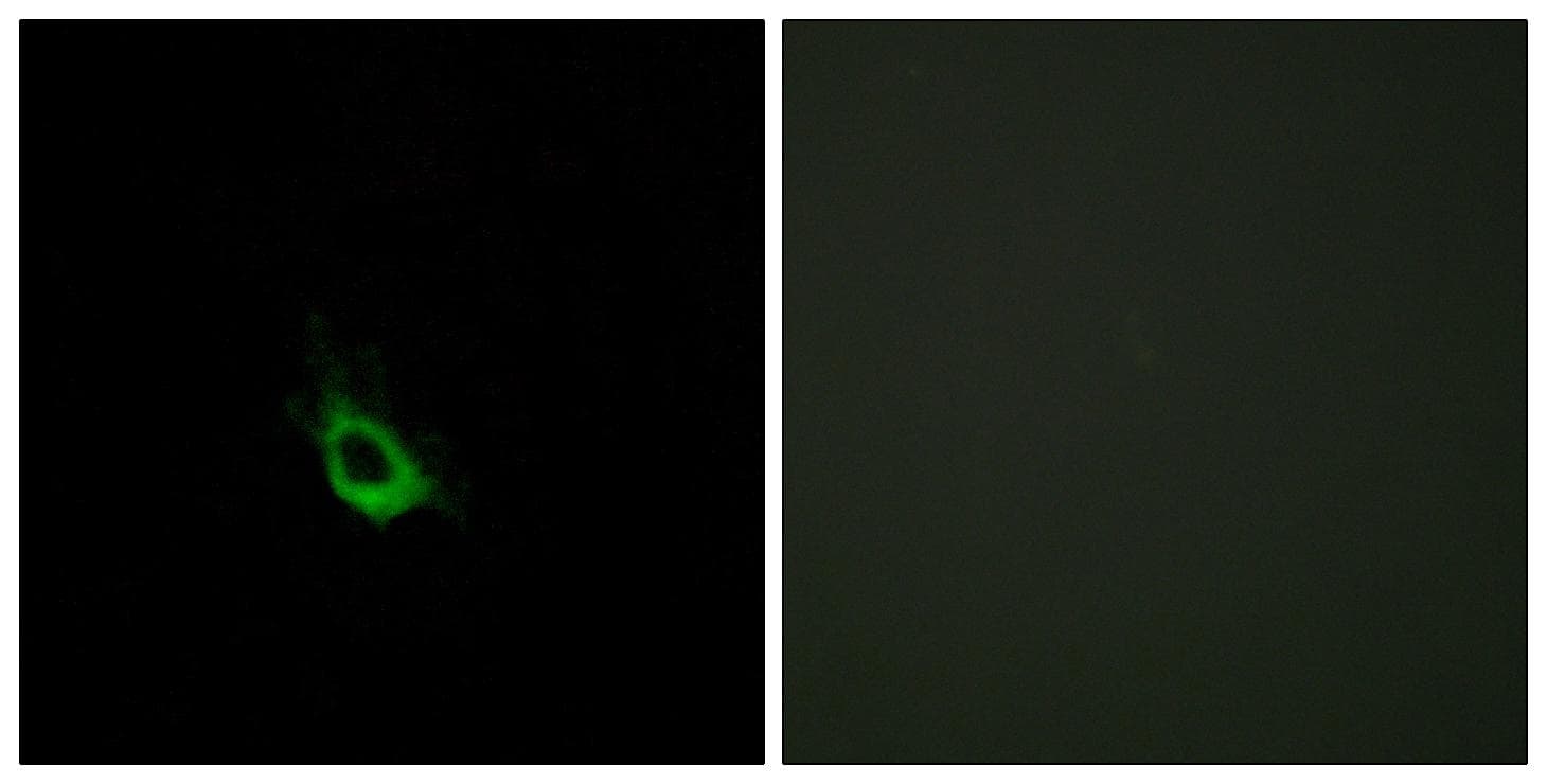 CARD10 / CARMA3 Antibody