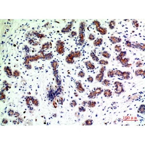 Polyclonal Rabbit anti-Human BMP2 Antibody (341-390 aa, C-terminal, IHC, WB)