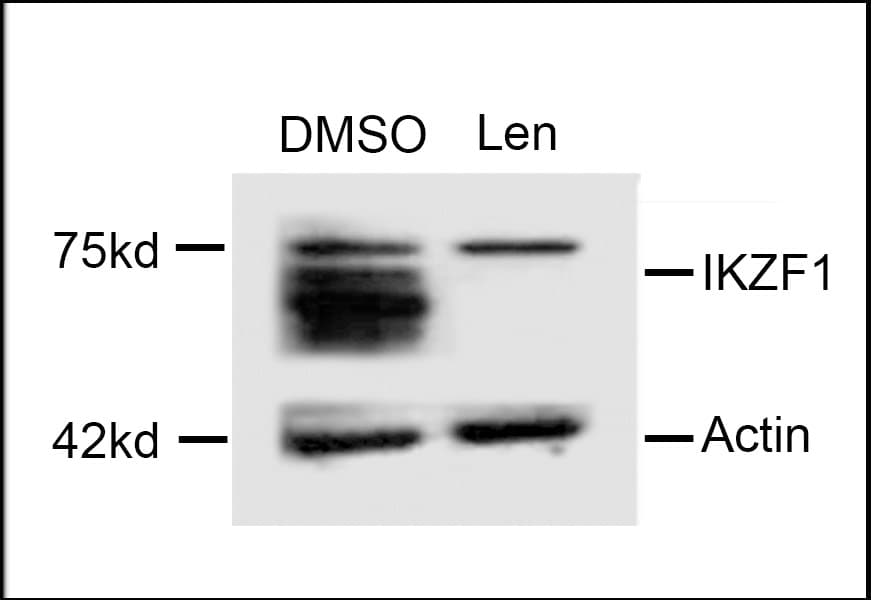 IKZF1 / IKAROS Antibody (aa415-444)