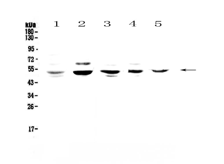 NFIB Antibody