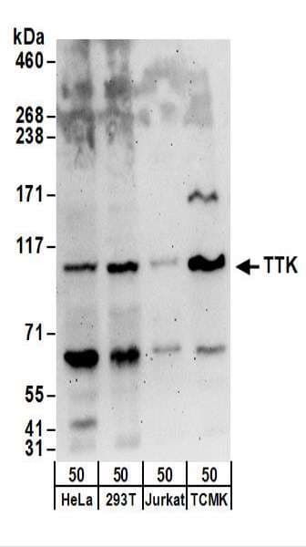 MPS1 / TTK Antibody (aa700-750)