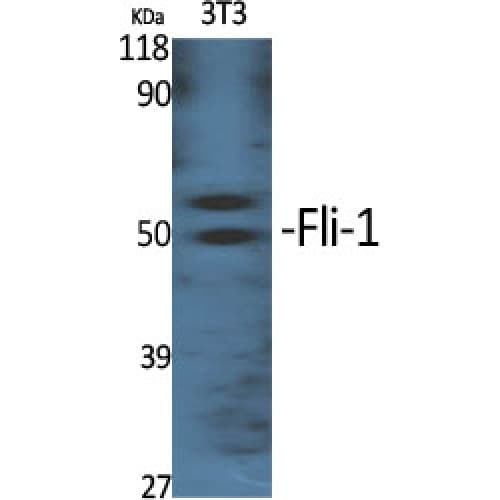 FLI1 Antibody (260-340 aa, Internal)