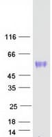 Human OSMR / IL-31R-Beta Protein (Recombinant Myc-DDK (Flag))
