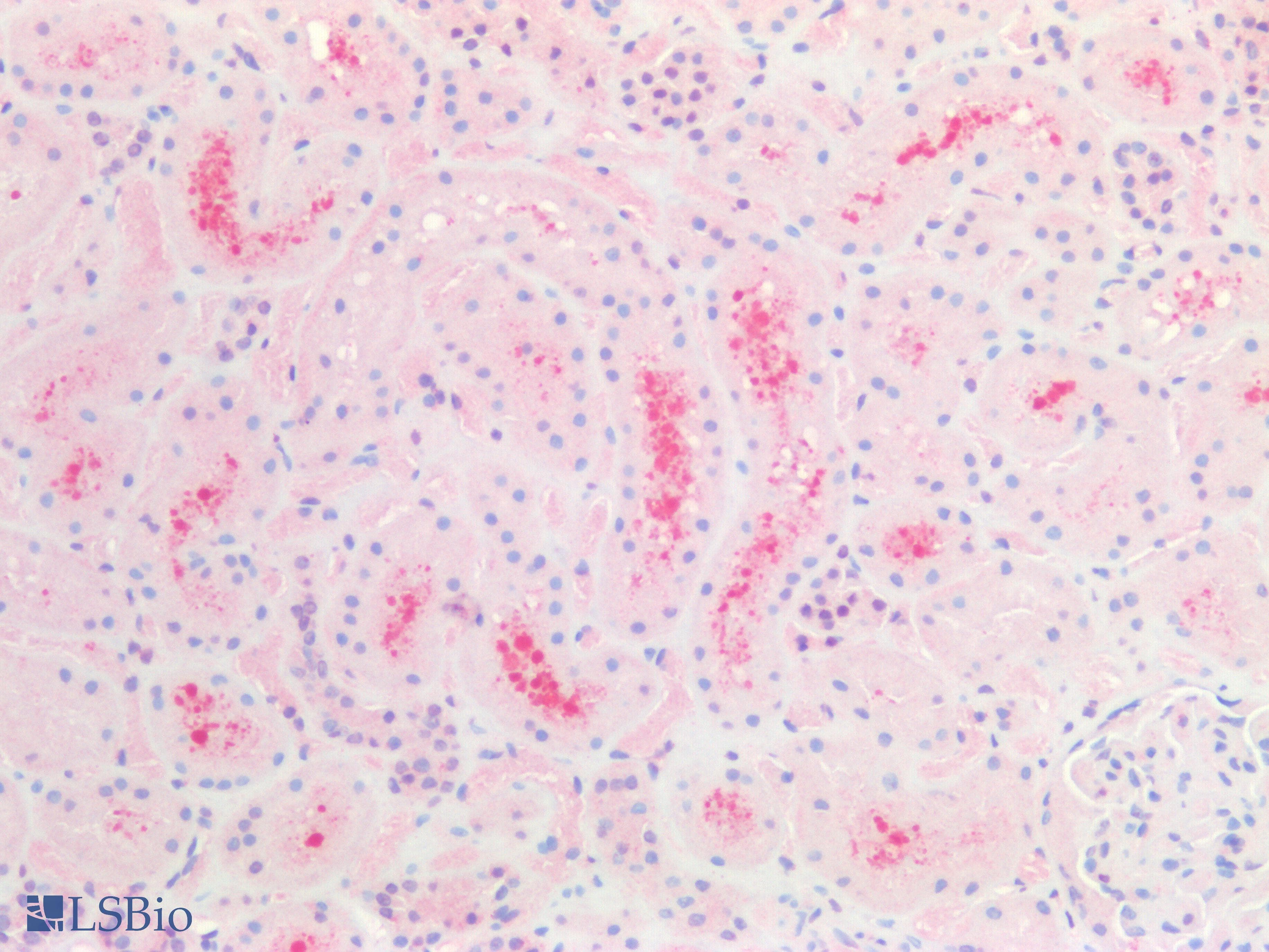 IHC-plus™ CBR / CBR1 Antibody (aa265-277)