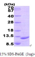 Human CCL19 / MIP3-Beta Protein (Recombinant)