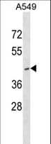 RNF165 Antibody (aa3-31)