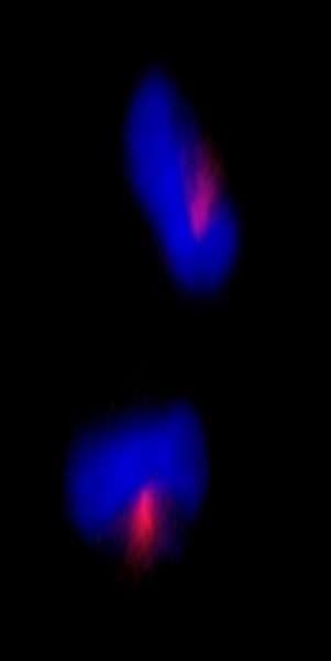 CEP170 Antibody (aa1534-C-term)