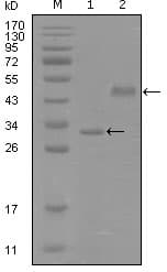 SOX2 Antibody (clone 10F10C9)