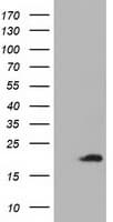 ADI1 / ARD Antibody (clone OTI3H6, Carrier-free)