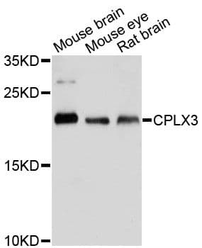 CPLX3 Antibody