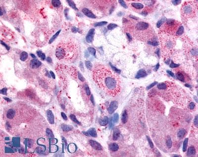 IHC-plus™ HRH2 / Histamine H2 Receptor Antibody (Extracellular Domain)