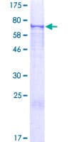 Human FOXRED1 Protein (Recombinant GST)