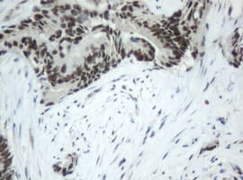 JUN / c-Jun Antibody (clone OTI1B10)