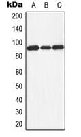 Polyclonal Rabbit anti-Human DVL3 / Dishevelled 3 Antibody (Internal, WB)