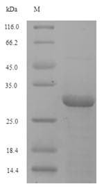 Drosophila melanogaster TXN2 / Thioredoxin 2 Protein (Recombinant 6His-SUMO, N-terminus)