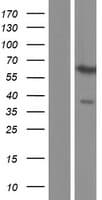 PAX3 Protein (Over-Expression Lysate Myc-DDK (Flag))