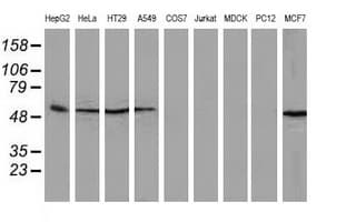 SQSTM1 Antibody (clone OTI4A12, Carrier-free)