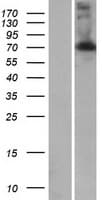 LRRC43 Protein (Over-Expression Lysate Myc-DDK (Flag))