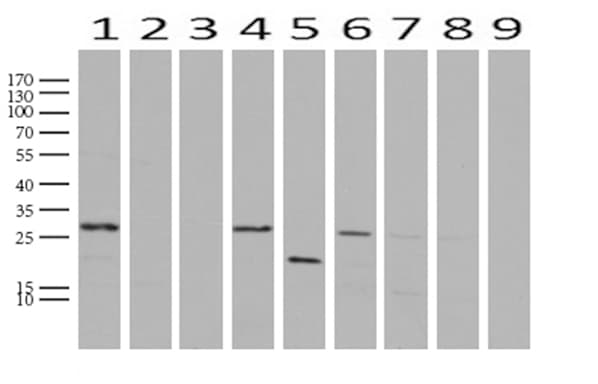 WIBG Antibody (clone UMAB208)
