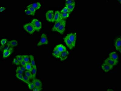SLAMF6 / NTBA Antibody