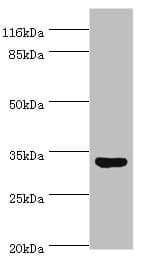 Polyclonal Rabbit anti-Human USF1 / USF Antibody (WB)